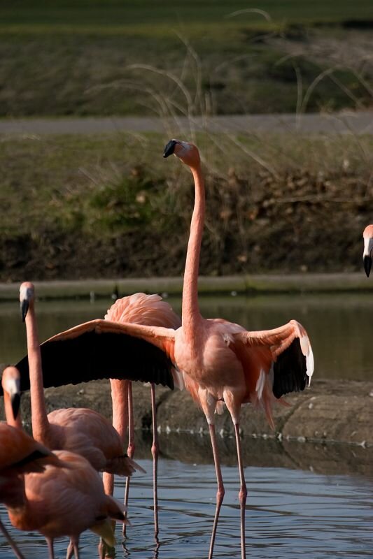 ein Flamingo breitet die Flügel aus