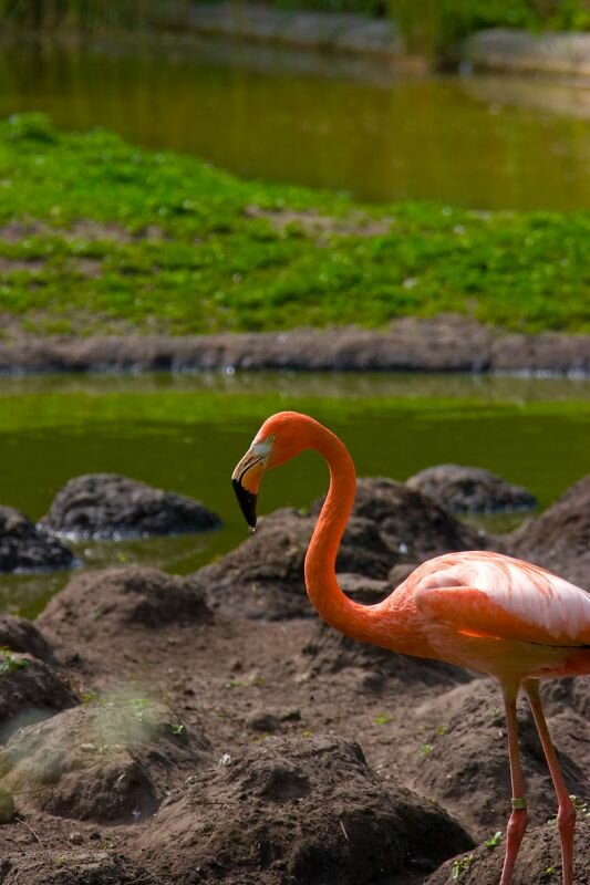 ein Flamingo vor den Bruthügeln