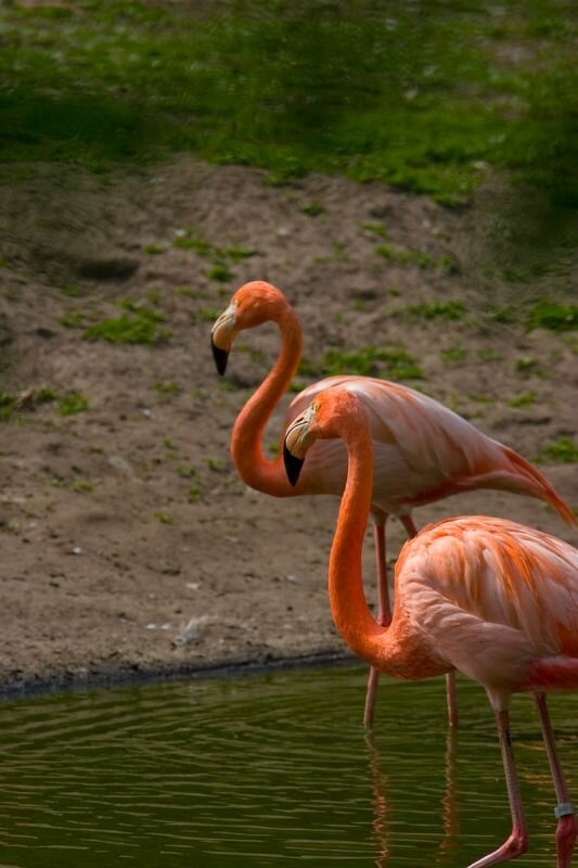 zwei Flamingos