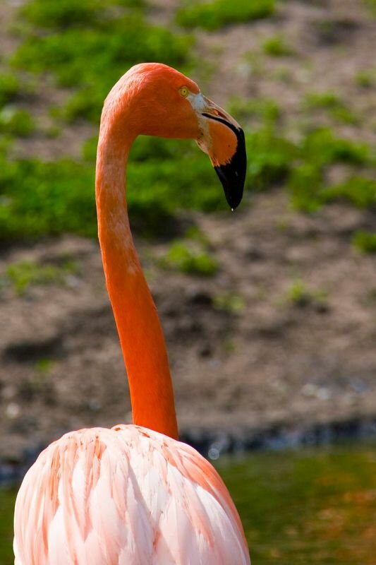 ein Flamingo