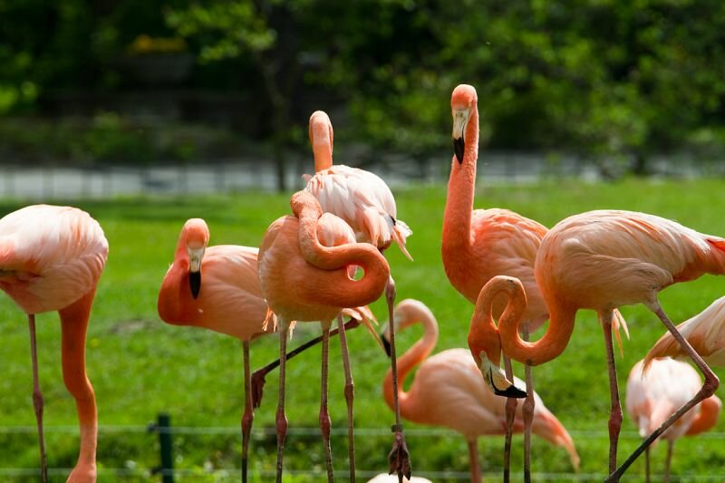 Flamingos vor einer Wiese