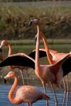 003-Flamingos.jpg