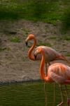 005-zwei-flamingos.jpg