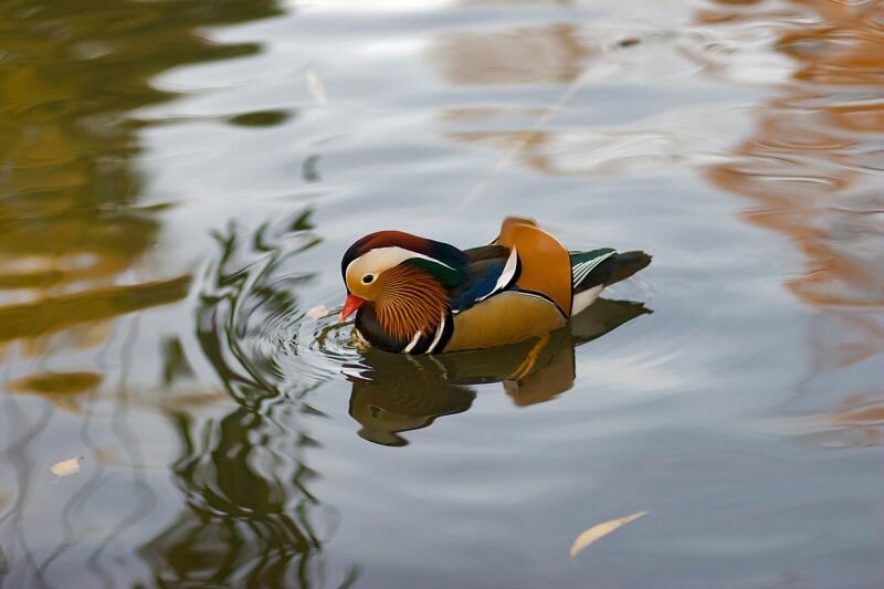 eine Mandarin Ente