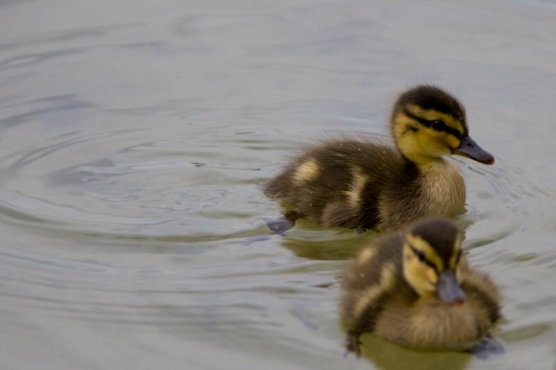 zwei kleine Enten