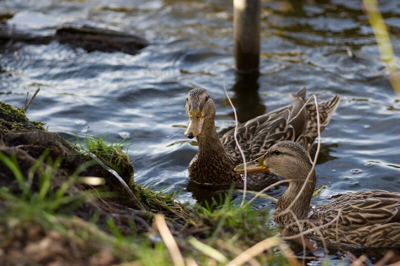 zwei Enten (weibliche Stockenten)