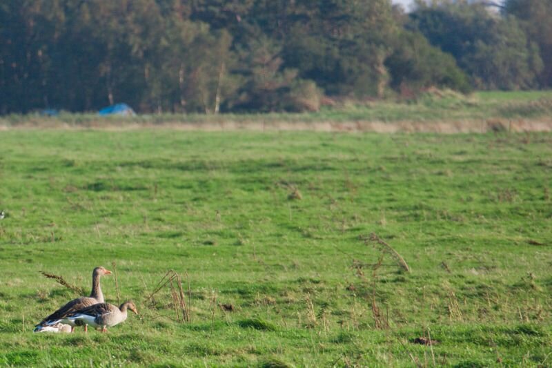 Wildgänse im Herbst auf einer Wiese