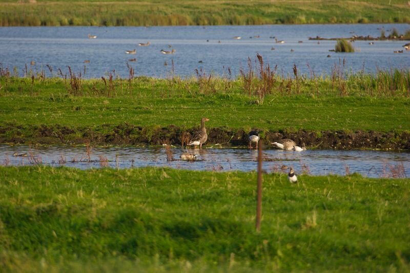 Wildgänse im Wassertümpel