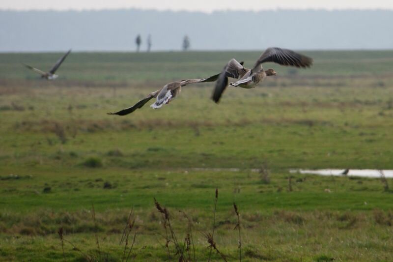 fliegende Wildgänse