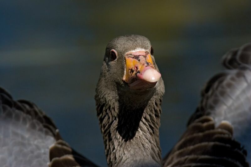 Portrait einer Gans