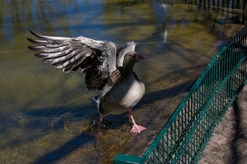 eine Gans greift an :-)