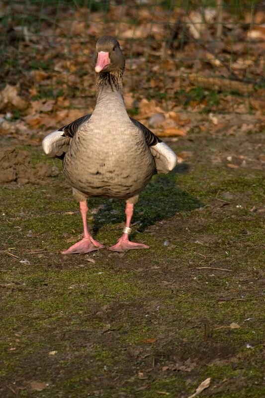 Eine Gans mit Ring am Fuss