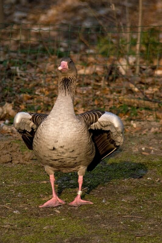 Eine Gans im Zoo