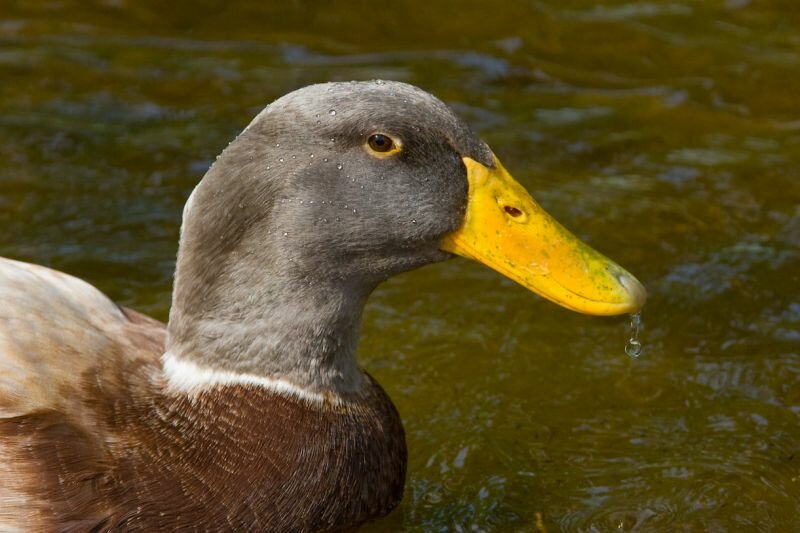 eine Gans im Wasser