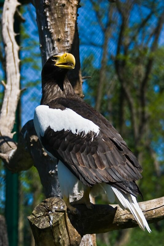 ein Riesenseeadler