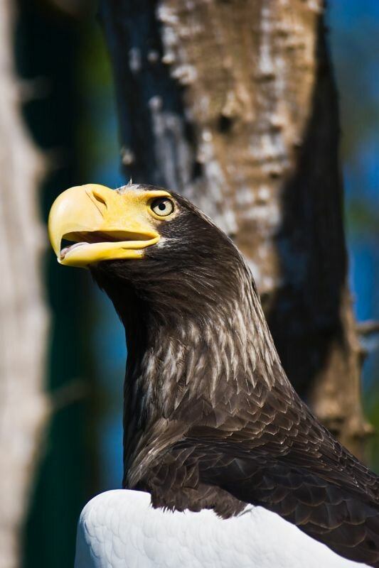 Riesenseeadler im Berliner Tierpark