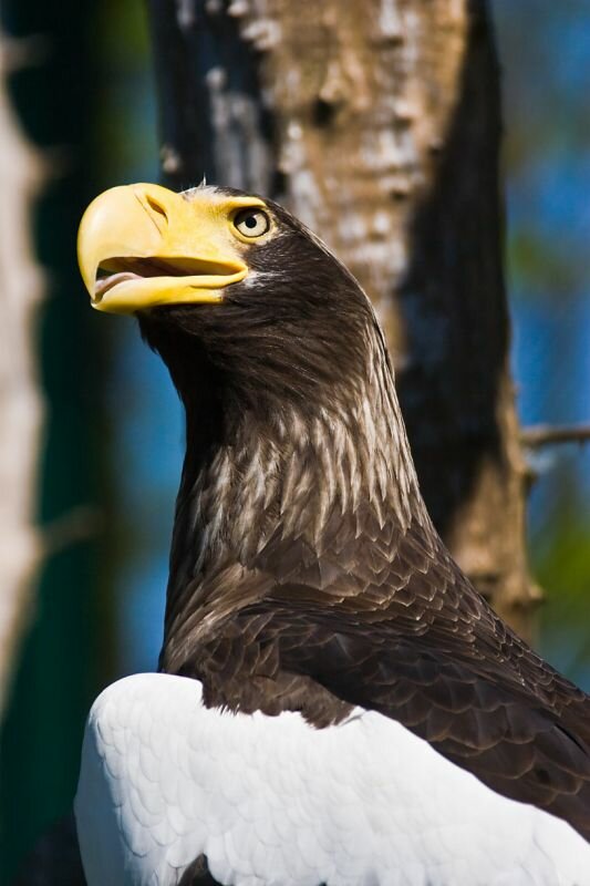 Riesenseeadler im Berliner Tierpark