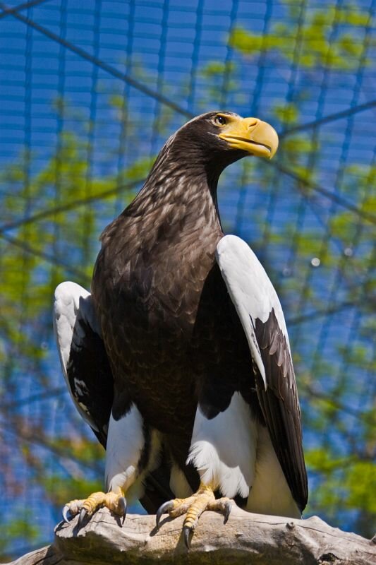 Riesenseeadler in seiner Voliere