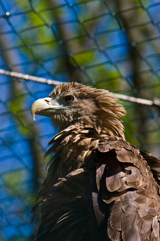 Ein Seeadler