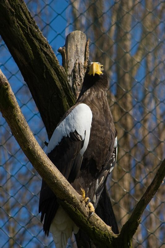 ein Riesenseeadler