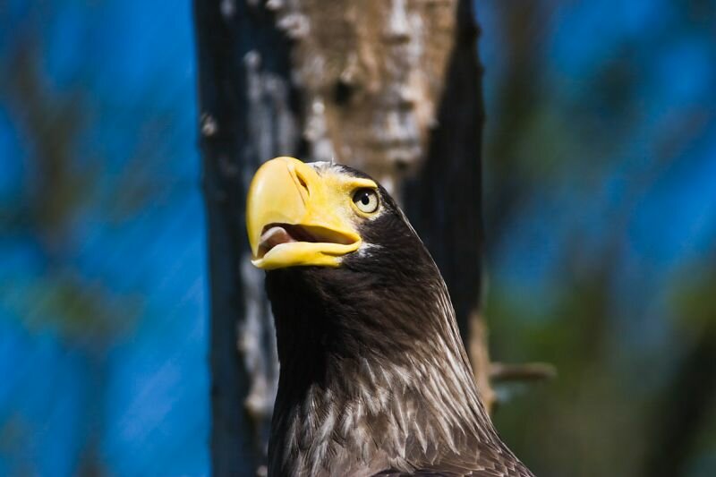 Riesenseeadler