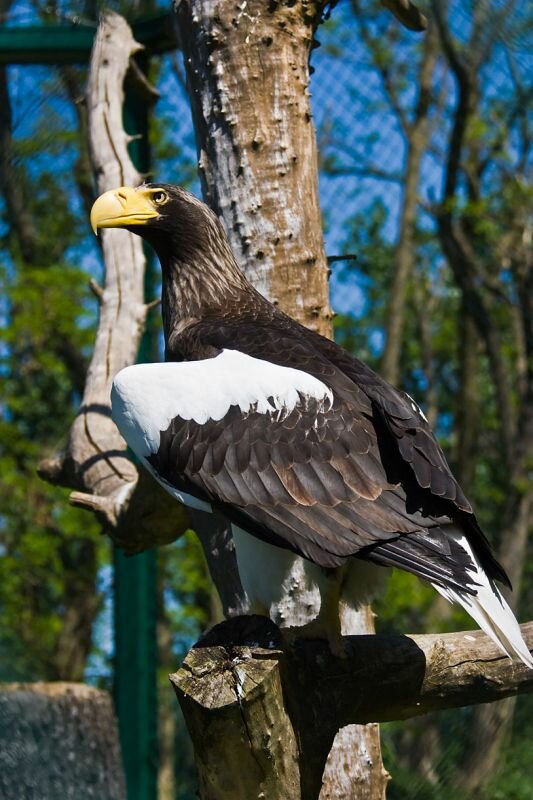 Riesenseeadler