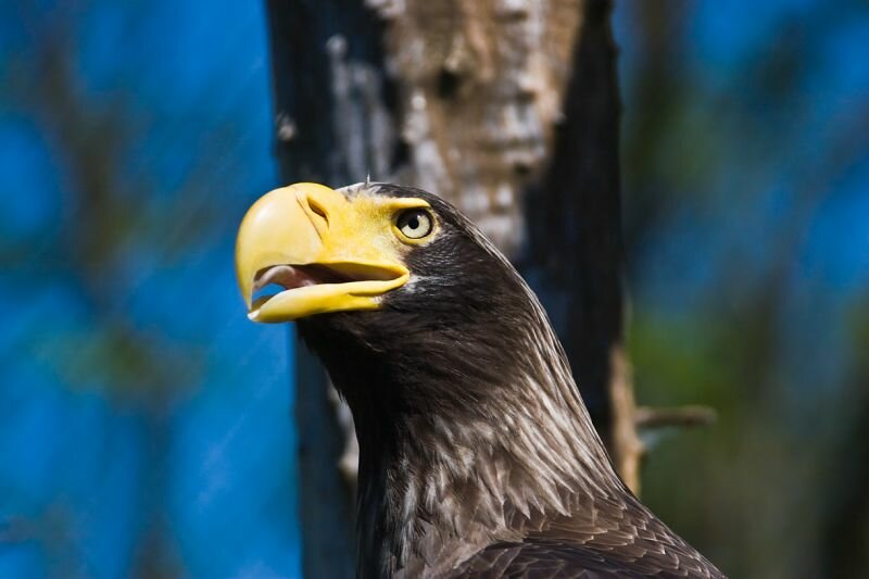 Riesenseeadler