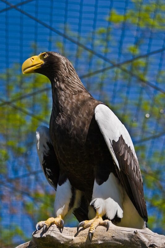 Riesenseeadler