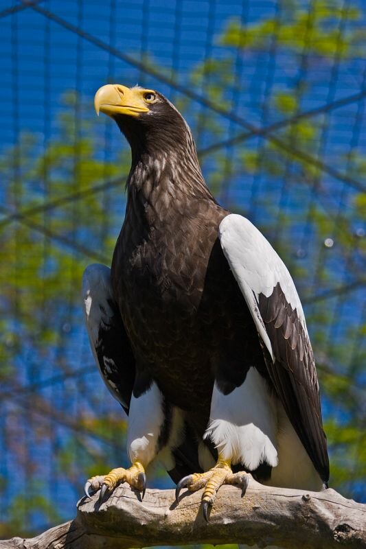 Riesenseeadler