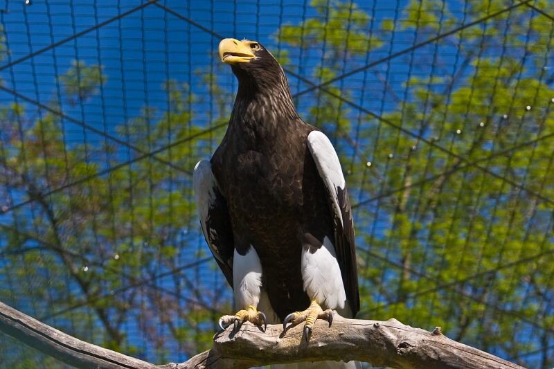 Riesenseeadler