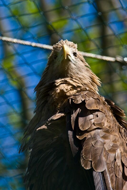 Seeadler