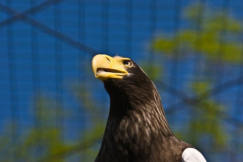 Riesenseeadler