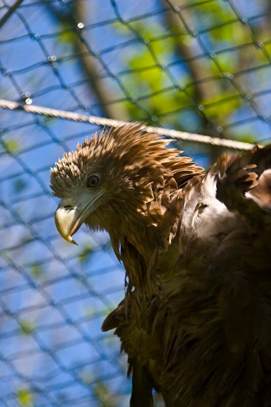 Seeadler