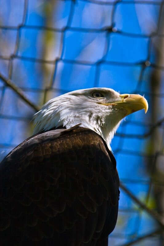 ein Weißkopfseeadler