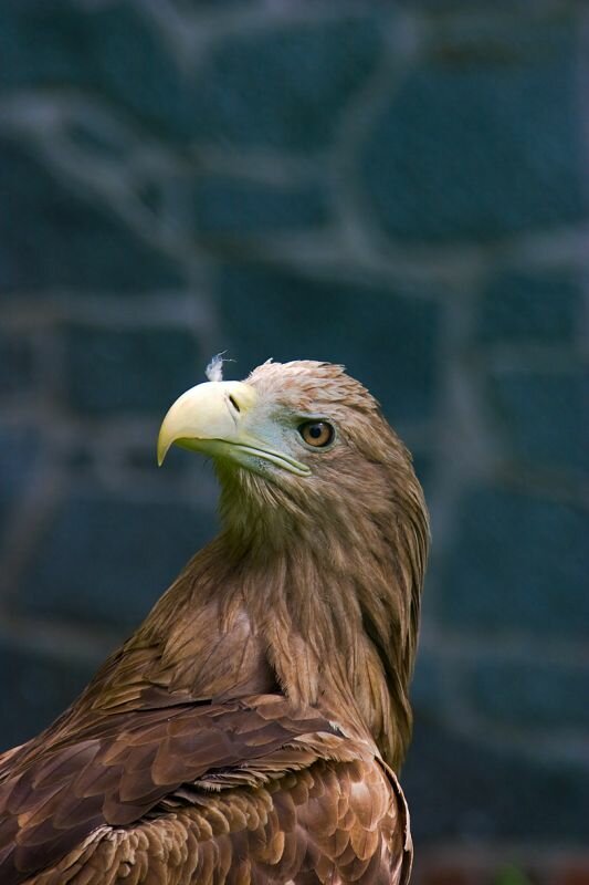 ein Seeadler