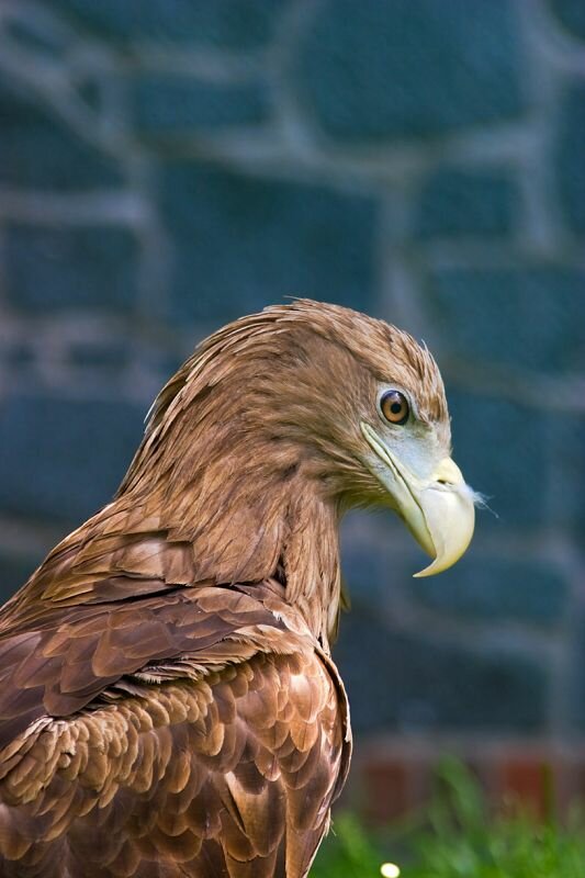 ein Seeadler mit Feder am Schnabel