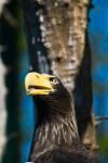 004-Riesenseeadler.jpg