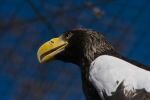 022-Riesenseeadler-Portrait.jpg