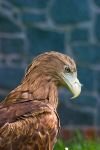 036-Seeadler-Feder.jpg