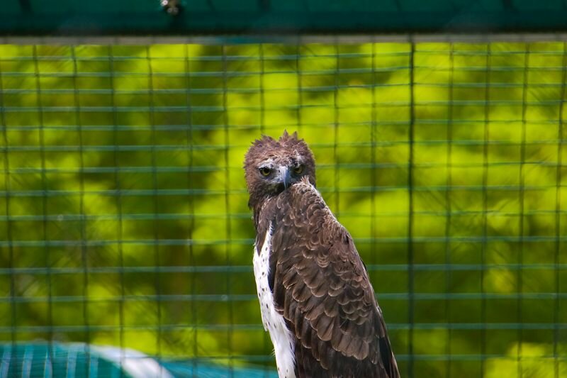 ein Greifvogel