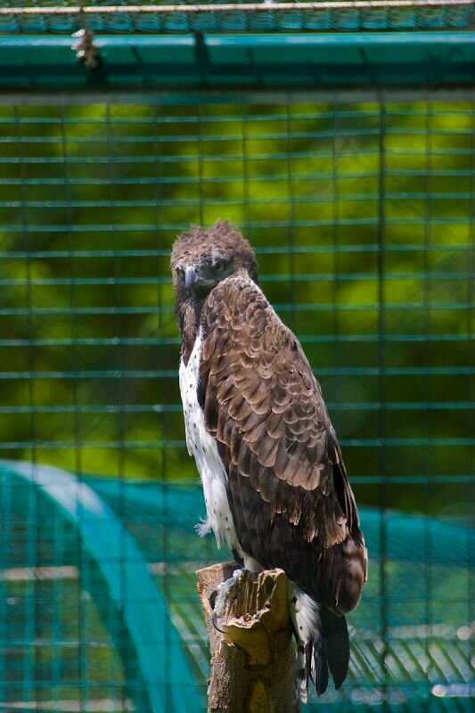 ein Greifvogel