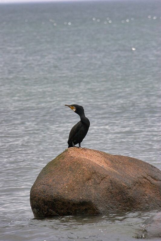 ein Kormoran auf einem Felsen