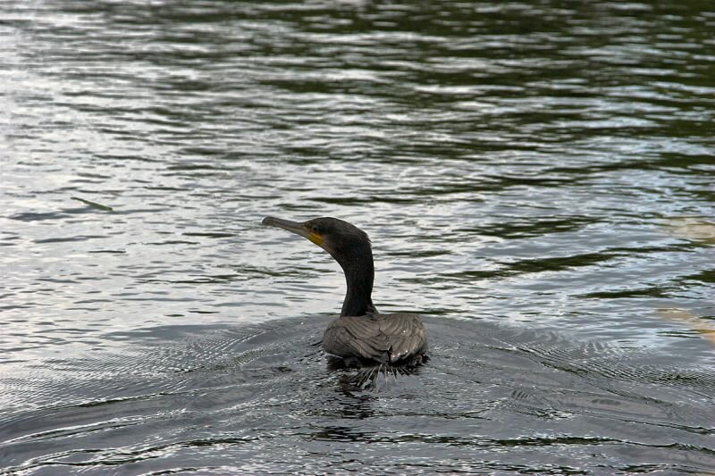 ein Kormoran