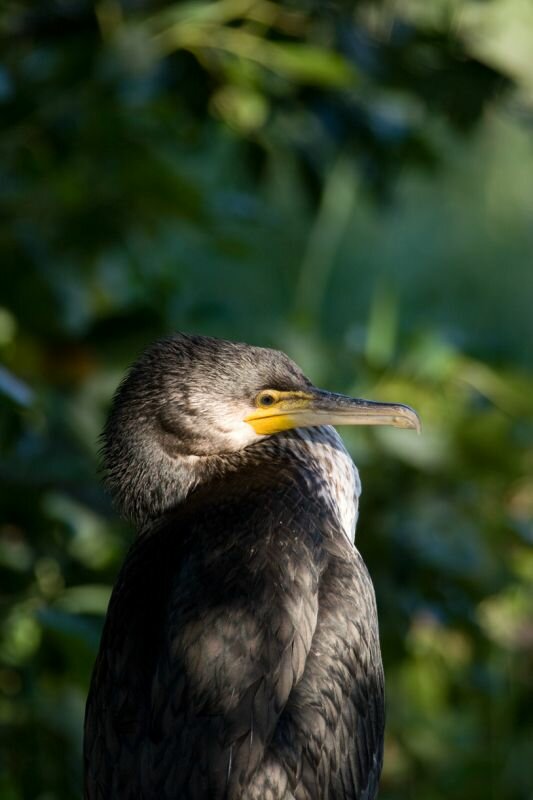 ein Kormoran