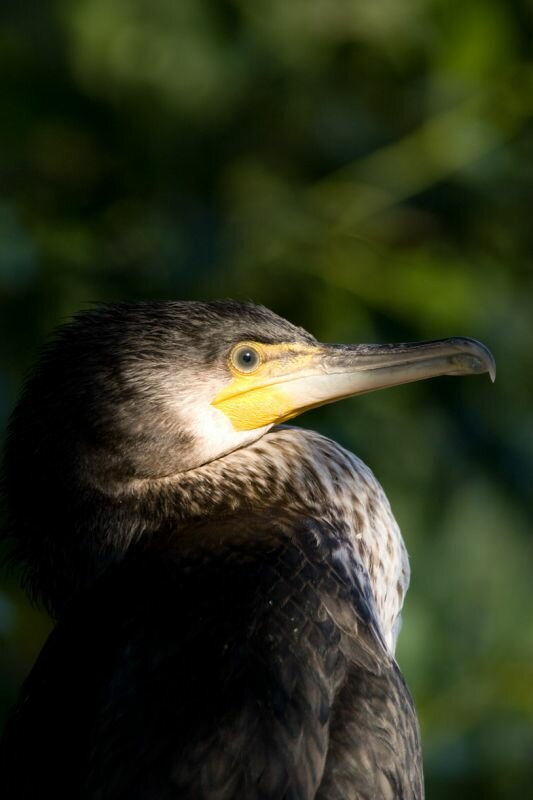 ein Kormoran