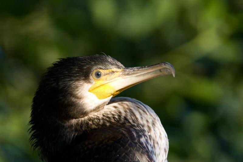 Portrait eines Kormorans