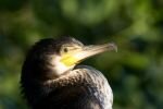 005-Kormoran-Portrait.jpg