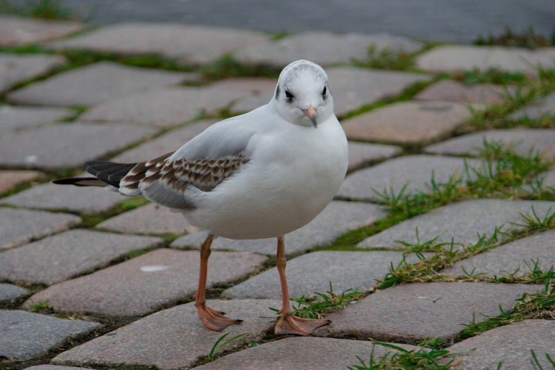 eine Möwe (Junge Lachmöwe)