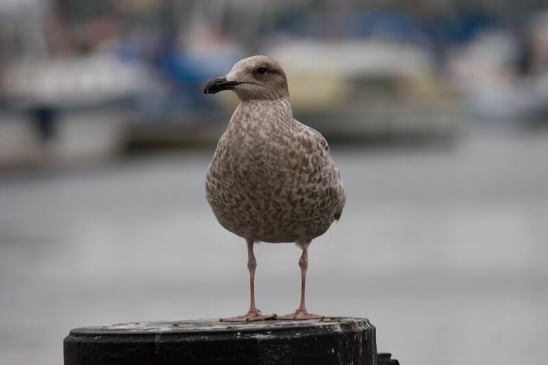 eine große Möwe (Raubmöwe?)