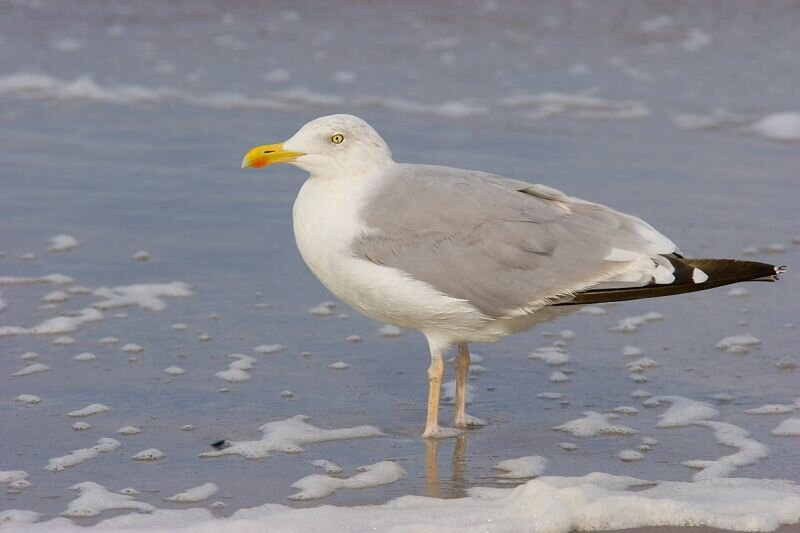 eine Möwe am Strand (Silbermöwe)